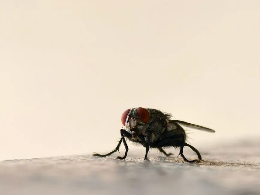 Commercial pest control