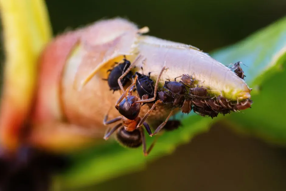 Commercial pest control