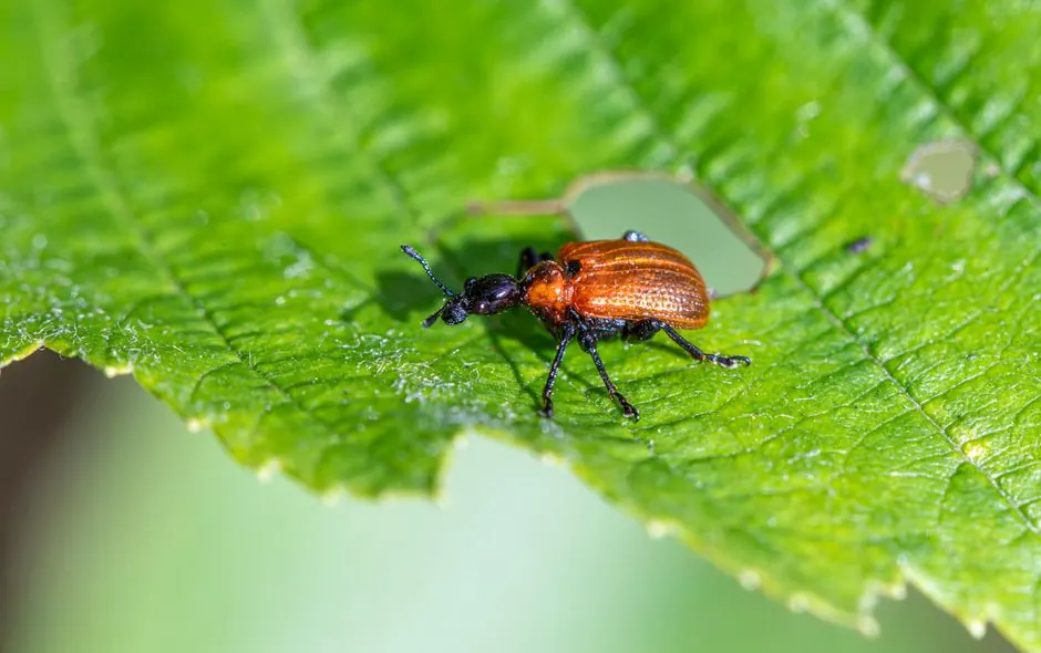 Commercial pest control