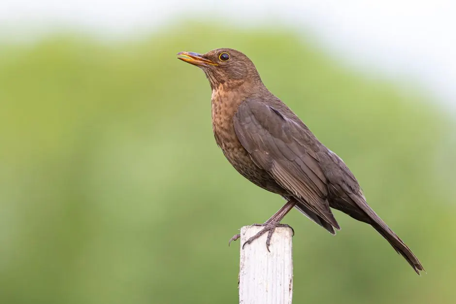 Detailed shot of a common blackbird perched on a post with blurred green background.