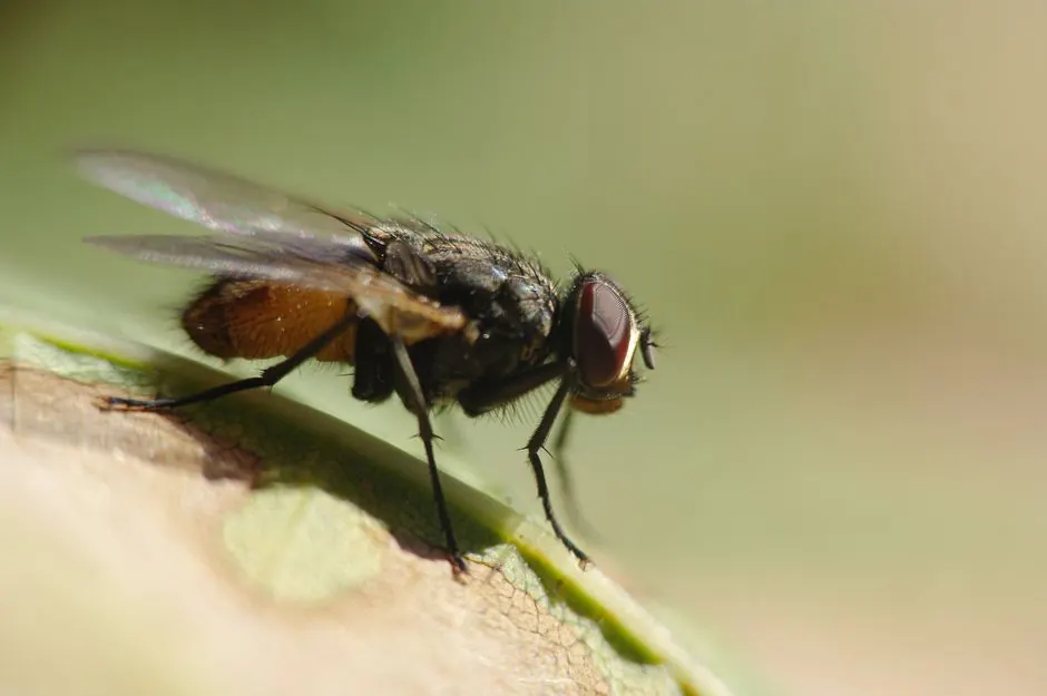 Licensed Applicators Who Know Alaska Pests