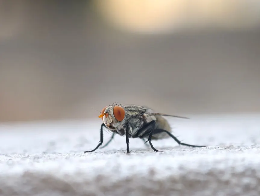 Local mosquito expertise, not a generic spray