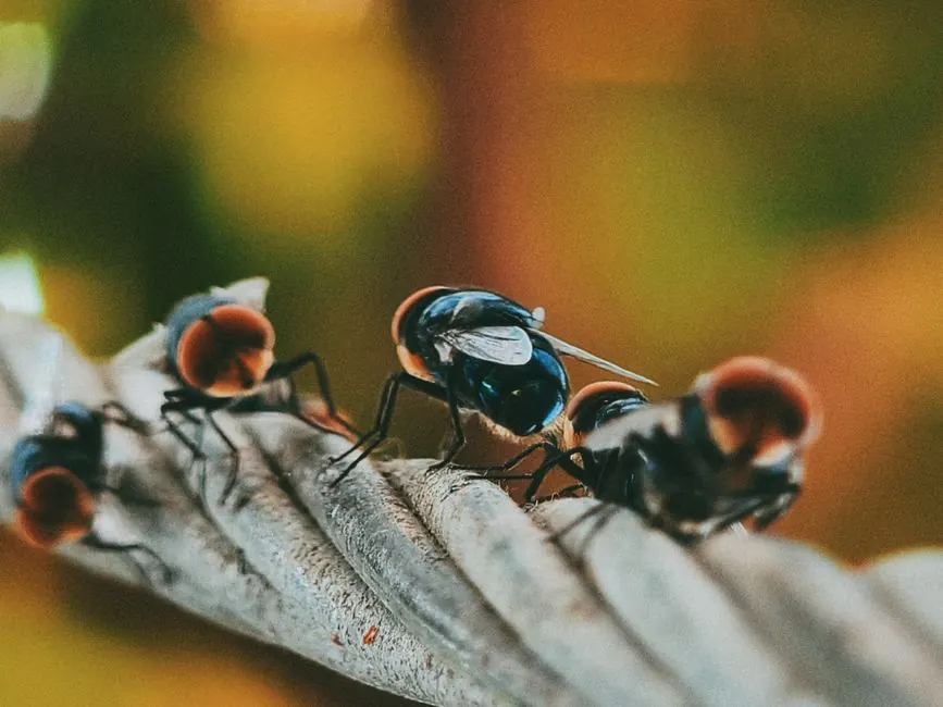 Macro image of flies on a leaf captured in Coimbatore, India, depicting detailed textures and natural colors.