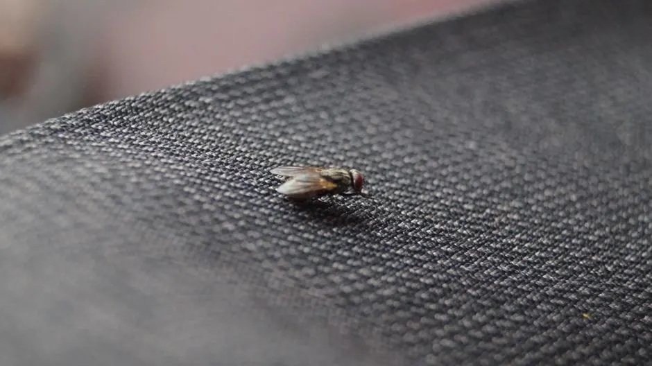Residential pest control