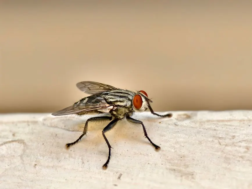 Residential pest control