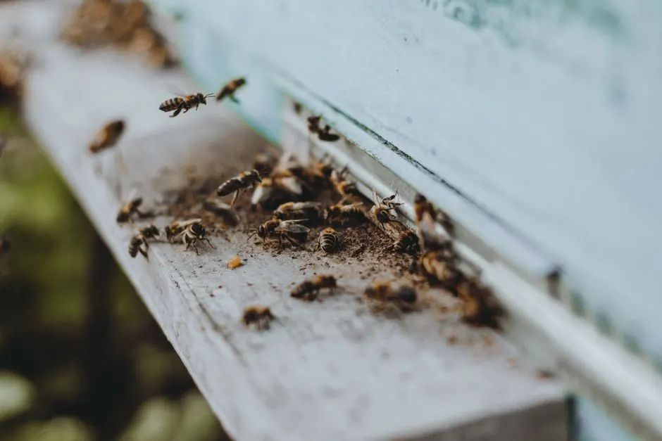 Why Alaska homeowners run a prevention program