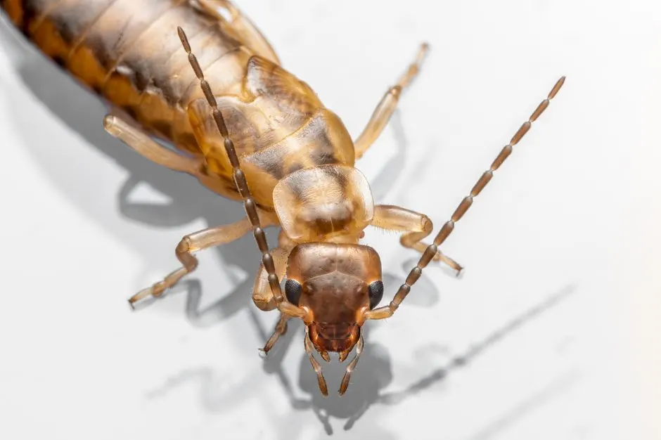 Why Anchorage Homeowners Book Our Spray Program