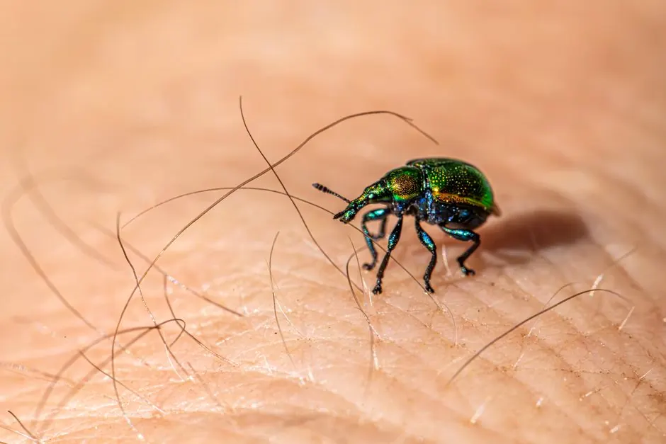 Why Our Bed Bug Treatment Works
